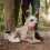 Ултразвуков репелент за кърлежи за животни TICKLESS ECOPET