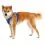 Постройка за кучета Ruffwear Front Range&reg; Harness, Coastal Mountains M