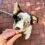 Whimzees Puppy дентални лакомства XS/S, 28 x 7,5 г
