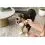 Whimzees рога L, 360 г