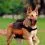 Двоен ранец DOG SCOUT за кучета, рефлектиращ - 27 x 15 см
