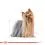 ROYAL CANIN Yorkshire Loaf консервирана храна с пастет за йоркширски териер 36 x 85 г