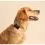 Tractive DOG 6 &ndash; GPS локатор за кучета и монитор на здравето, черен