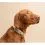 Tractive DOG 6 &ndash; GPS локатор за кучета и монитор на здравето, кафяв