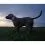 Tractive DOG 6 &ndash; GPS локатор за кучета и монитор на здравето, мента
