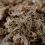 Terrabloom Moss 12 L - пресован