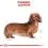 Royal Canin Dog Dachshund in Loaf консерви 24 x 85 г
