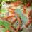 Dennerle Shrimp King - Yummy Gum 50г