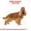 ROYAL CANIN Cocker Adult гранули за възрастен кокер шпаньол 3 кг