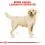 ROYAL CANIN Labrador Adult гранули за възрастни кучета от породата лабрадор ретривър 3 кг