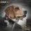Нашийник против лаене - Sportdog NOBARK SBC-RE