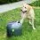 Автоматичен хвъргач на топки Pet Safe