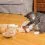PetSafe FroliCat Fox Den Toy - играчка за котки