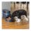 PetSafe автоматична хранилка Smart Feed 2.0