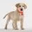 Ултразвуков репелент за кърлежи за животни TICKLESS PET - оранжев