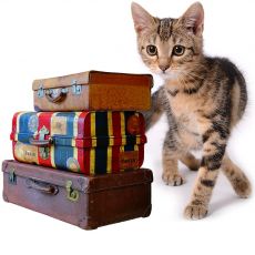 Пътуване с котка