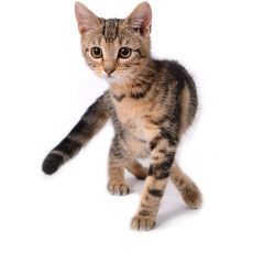 Гранули за котенца
