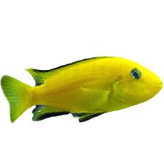 Цихлиди