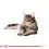 Maine Coon Loaf консерви с пастет за маейн кун котки, 12 x 85 г