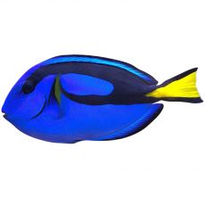 Морски риби