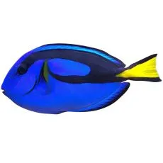 Морски риби