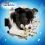 Purina Dentalife - Medium 8 x 69 г