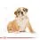 ROYAL CANIN Bulldog Puppy гранули за кученце булдог 12 кг