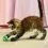 Kong Cat Active Тенис топки с камбанка 3 бр.