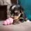 Kong Puppy Гранат S