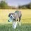 Kong Puppy Goodie Bone кост S