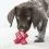 Kong Dog Dental Jump N Jack M