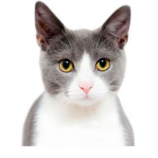Котки - Разпродажба