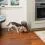 Кормушка Healthy Pet Simply Feed