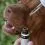 CURE POINT CBD Pet 5% масло с вкус на Пиле, 10 мл
