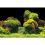 Фон за аквариум ROCK/PLANTS S - 60 x 30 см