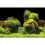 Фон за аквариум ROCK/PLANTS S - 60 x 30 см