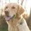 Tractive GPS DOG XL &ndash; проследяване на местоположението и активността на вашето куче &ndash; зелена цветова вариация
