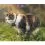 Tractive GPS CAT Mini + нашийник &ndash; проследяване на местоположението и активността на вашата котка &ndash; тъмносиньо