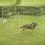 Оградка за кучета Dog Park 2
