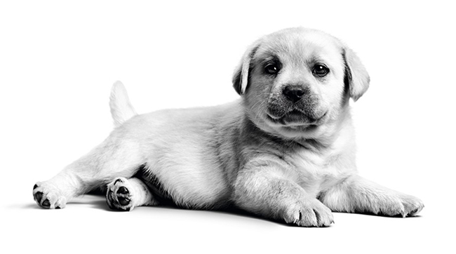 00_puppy_univerzal_02_8.jpg