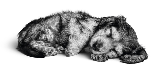 00_puppy_univerzal_03_3.jpg