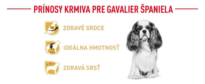Cavalier02.jpg