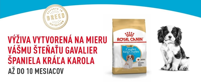 Cavalier_King_Charles_puppy_01.jpg