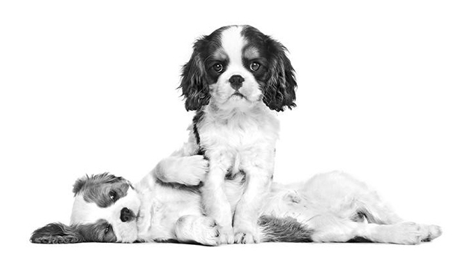 Cavalier_King_Charles_puppy_02_1.jpg