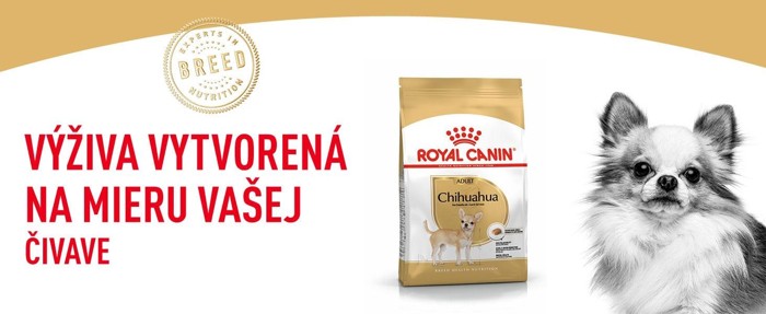 Chihuahua01.jpg