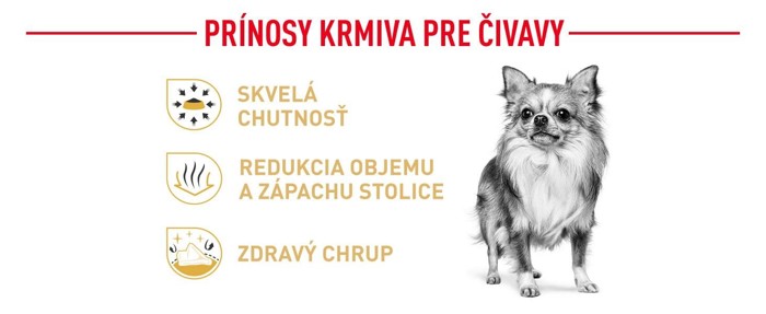 Chihuahua02.jpg