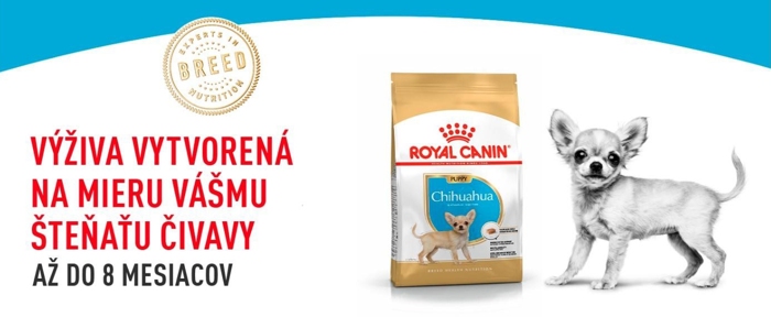 Chihuahua_puppy_01.jpg
