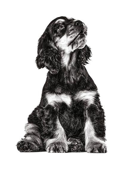 Cocker_puppy_02_1.jpg