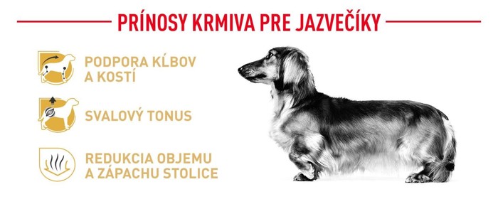 Dachshund02.jpg