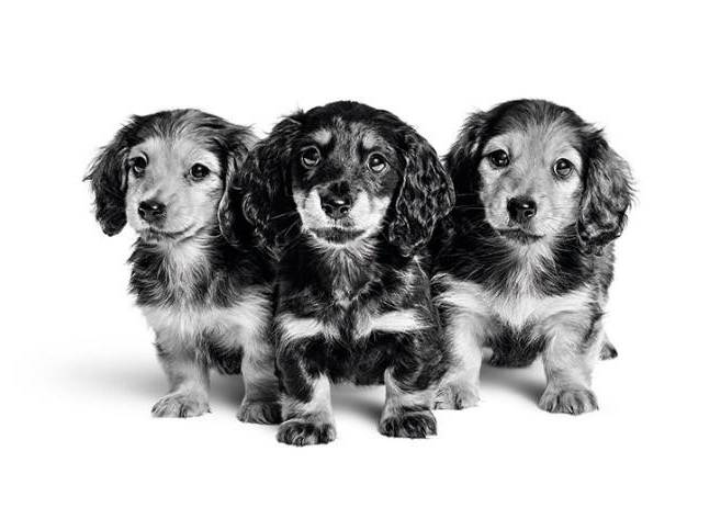 Dachshund_puppy_02_1.jpg